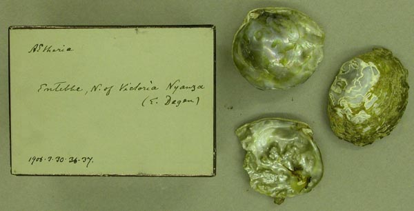 specimen