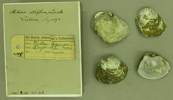 specimen
