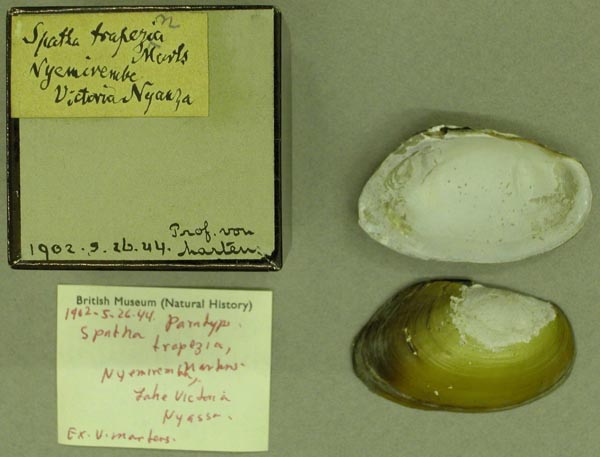 specimen