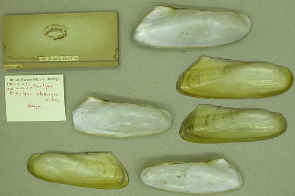 specimen