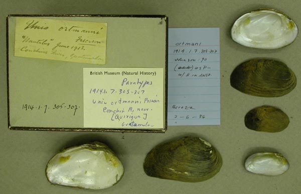 specimen