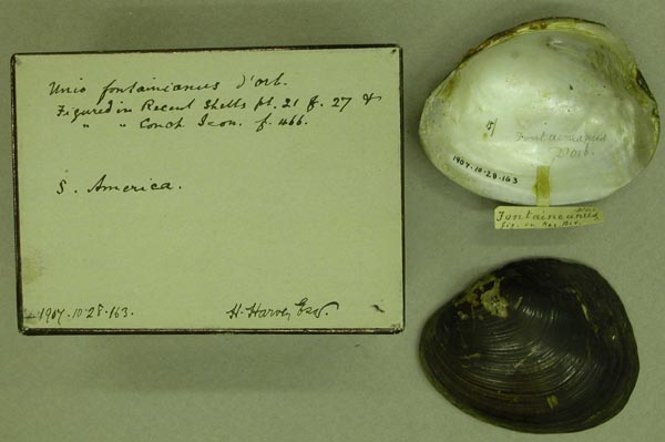 specimen