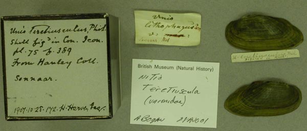specimen