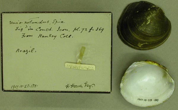 specimen