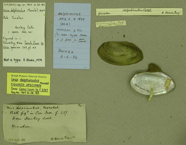 specimen