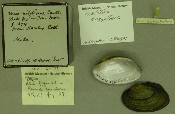 specimen