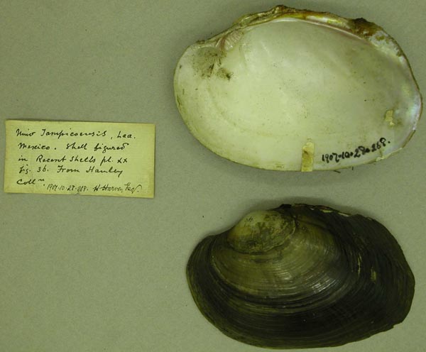 specimen