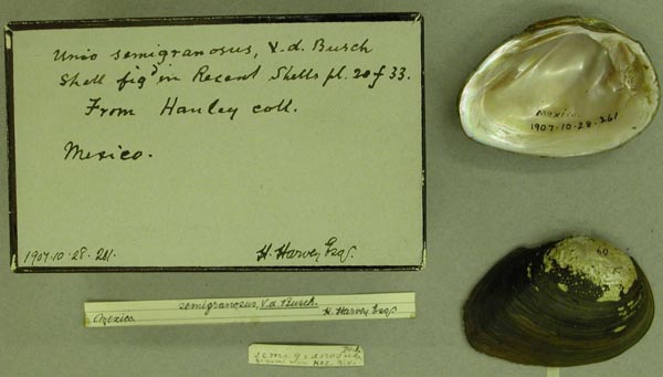 specimen