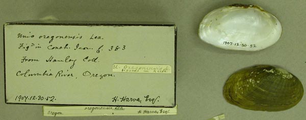 specimen