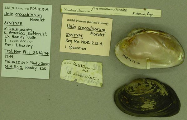 specimen