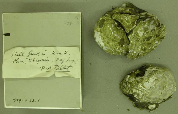 specimen