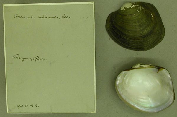 specimen