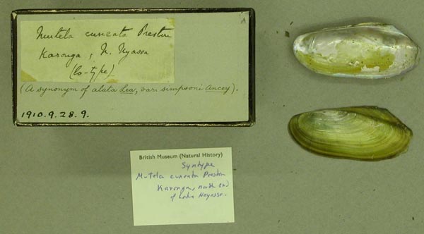 specimen