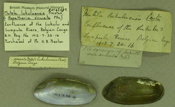 specimen