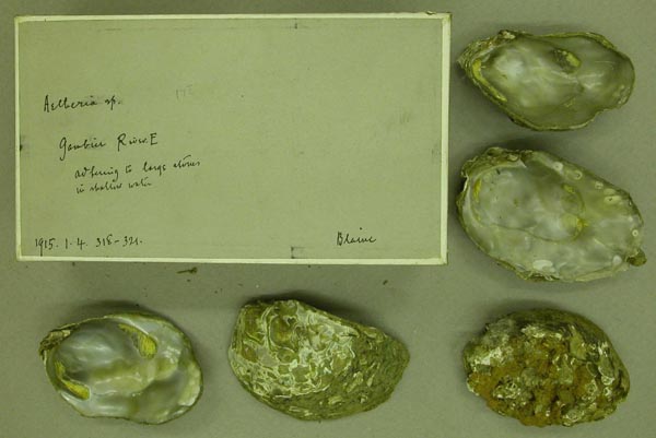specimen