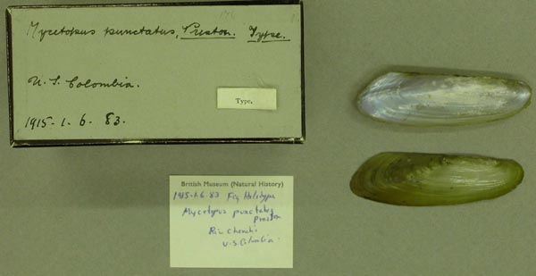 specimen