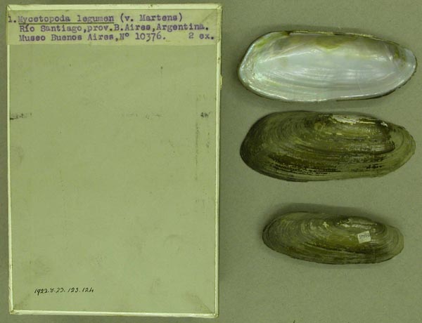 specimen