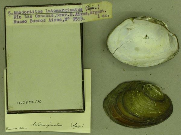specimen