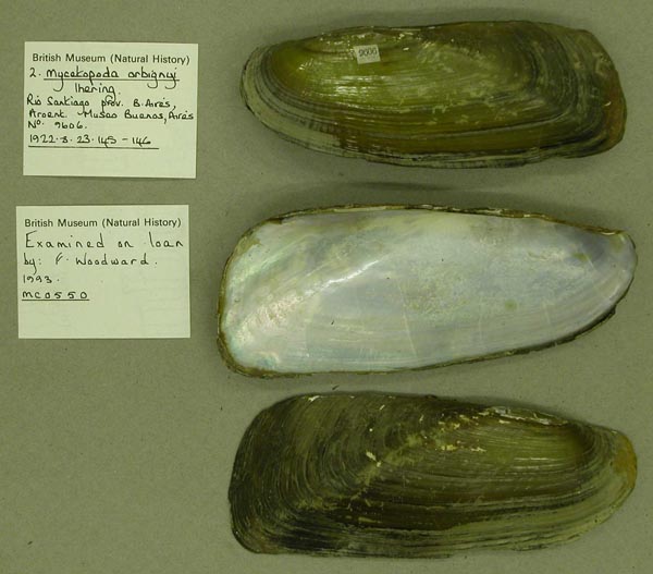 specimen