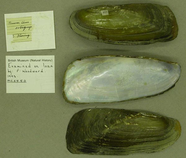 specimen