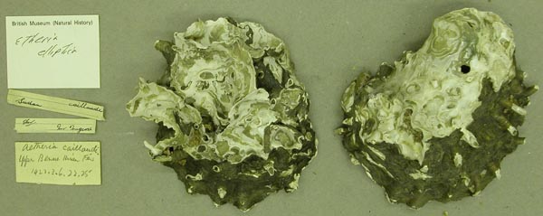 specimen