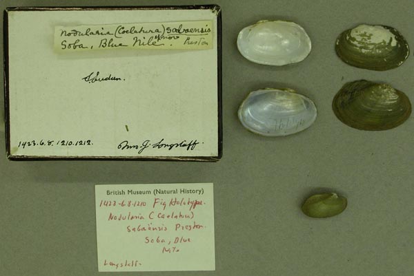 specimen