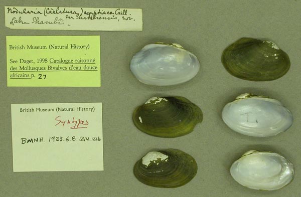specimen