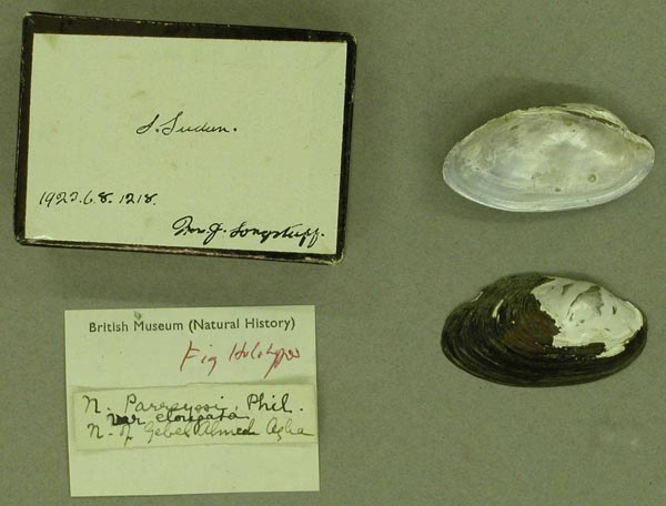 specimen