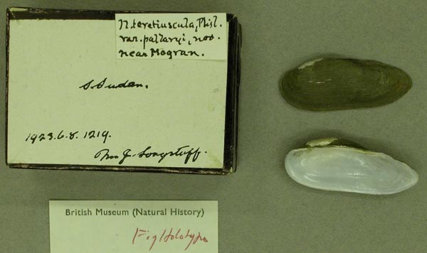 specimen