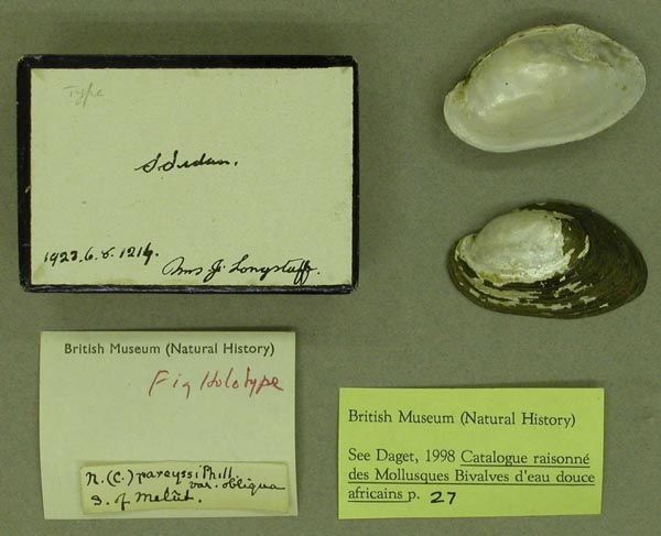 specimen