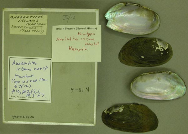 specimen