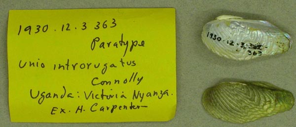 specimen