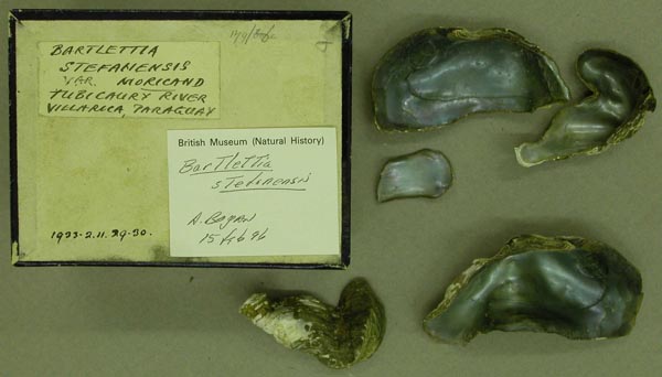 specimen