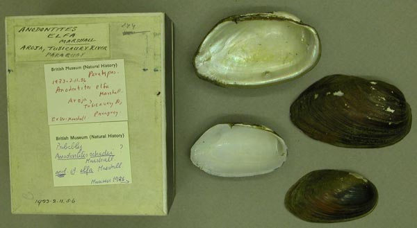 specimen