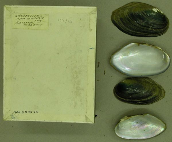 specimen