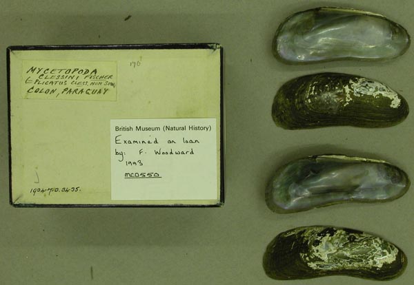 specimen