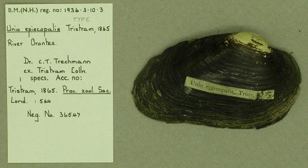specimen