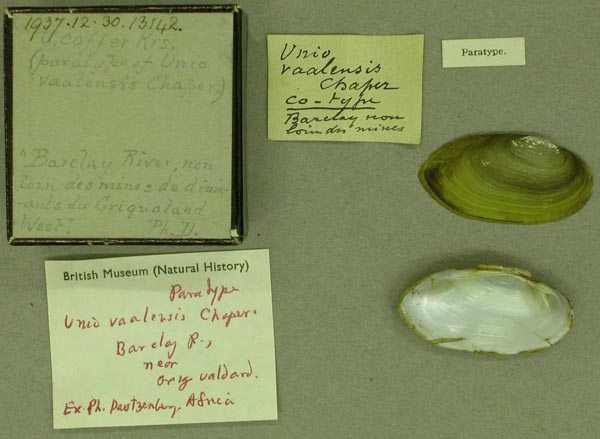specimen