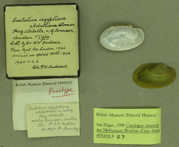 specimen