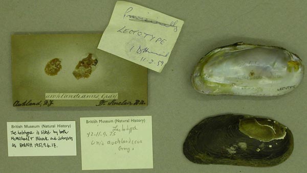 specimen