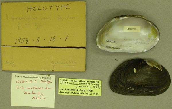 specimen