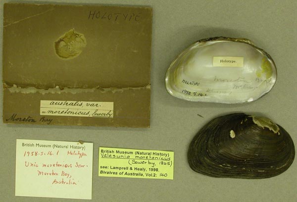 specimen