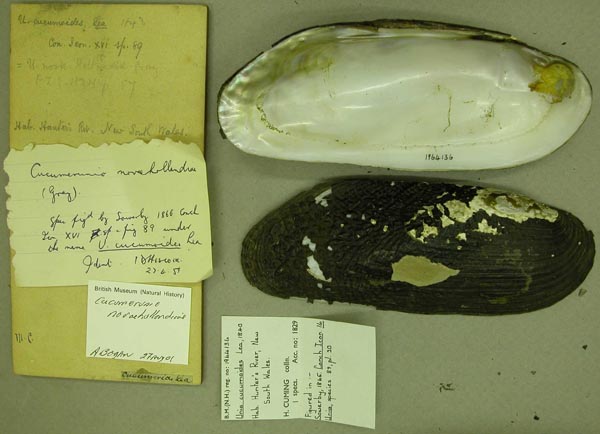 specimen