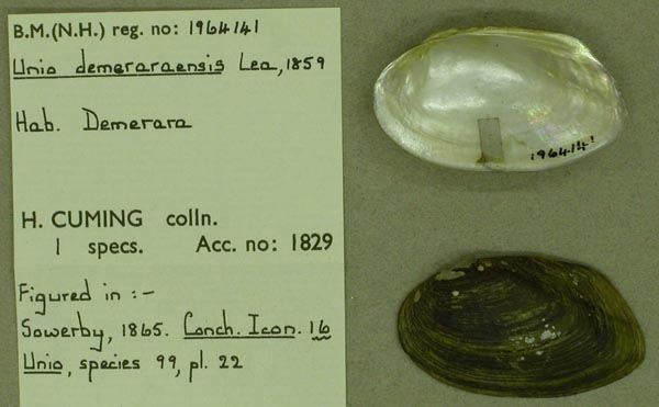 specimen