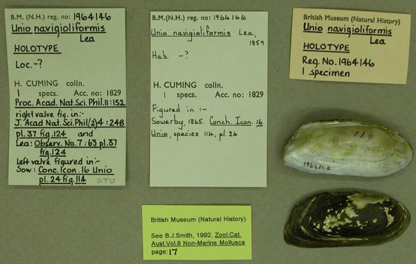specimen