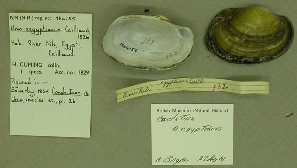 specimen