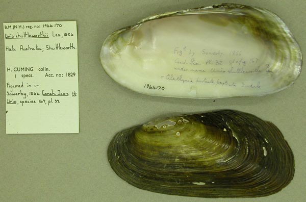 specimen