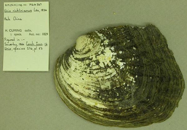 specimen