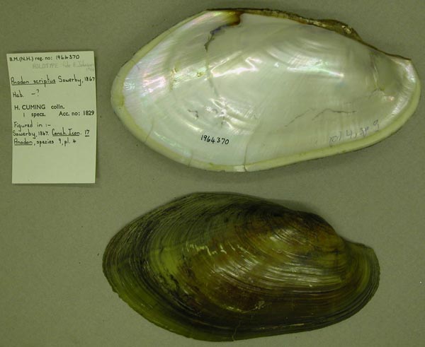 specimen