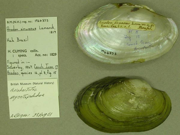 specimen